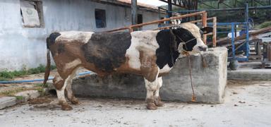 Sosyal medyadan ucuza kurbanl�k almak istedi, doland�r�ld�: Ava giderken avland�k