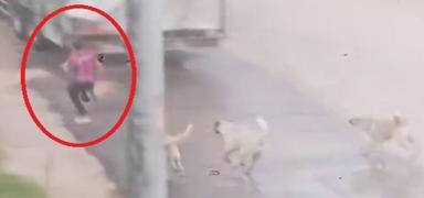 Bursa'da korku dolu anlar! Babo sokak kpekleri ocuu ocua saldrd