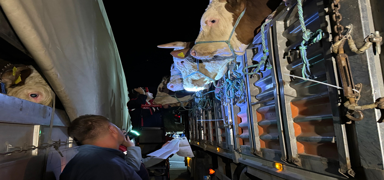 �stanbul'a kurbanl�k hayvan giri�leri ba�lad�