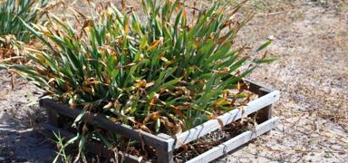 Nesli t�kenme tehlikesi alt�nda! Koparan yand�