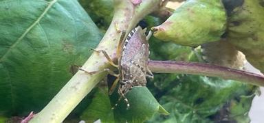 Tar�m alanlar�nda alarm... Karadeniz'in kabusu Karacabey'i de istila etti!