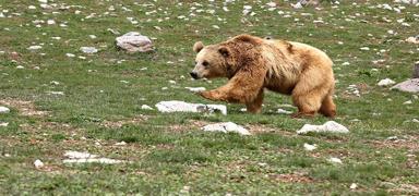 Erzurum'da ay saldrs: 1 ocuk yaraland