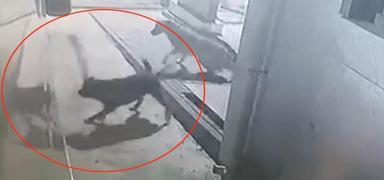 Kastamonu'da korku dolu anlar! Babo sokak kpekleri karavana saldrd