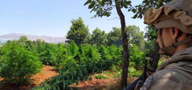 Diyarbakr'da 12 milyon 389 bin kk kenevir ve skunk ele geirildi