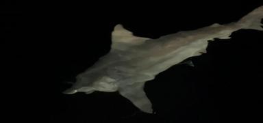 Orkinos sand, gerei 25 dakika sonra anlad... skenderun aklarnda yakaland