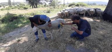 Kyl dertli: Kpeklerle bamz belada