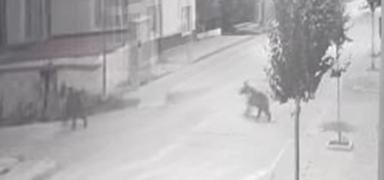 Aylar sokak balarnda mesken tuttu! Vatandalar sokaa kmaya korkuyor