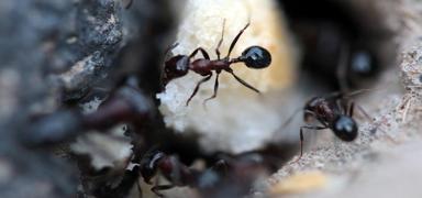 Kar�nca ile c�rlay�k