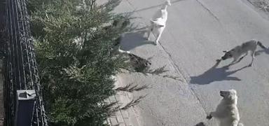 Bursa'da ba��bo� k�pek deh�eti: ��e giderken sald�rd�lar