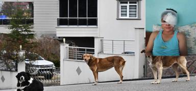 �anl�urfa'da deh�et: K�pekten ka�arken araba �arpt�