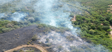 An�z yang�n� ormana s��rad�: M�dahale ediliyor