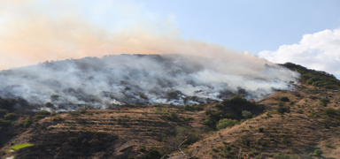 �ark�y'de orman yang�n�: M�dahale ediliyor