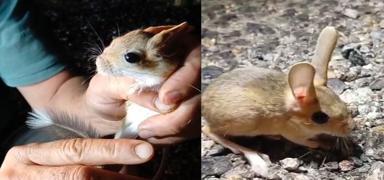 Nesli tkenme tehlikesi altnda: Krmz listedeki hayvan orada ortaya kt