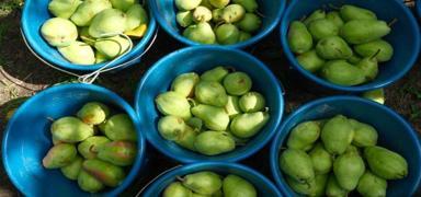 talya brakt, Bursa zirveye tad! Avrupa sofrasna Trkiye'den gidiyor