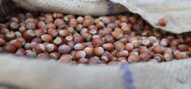 Kabuklu fndk alm fiyatlar belli oldu