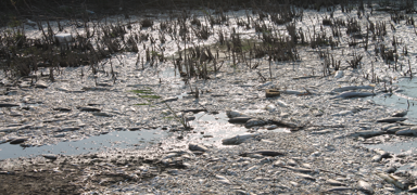 Manyas G�l�'nde toplu bal�k �l�mleri: Bakanl�k inceleme ba�latt�