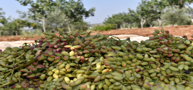 'Yeil altn'da hasat balad