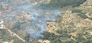 Ayd�n'da orman yang�n� ��kt�