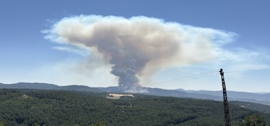 Bolu'da orman yang�n�: Ekipler m�dahale ediyor