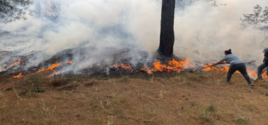 Ayvack'ta orman yangn kontrol altna alnd