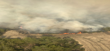 Adana'da orman yang�n�: Ekipler havadan ve karadan m�dahale ediyor