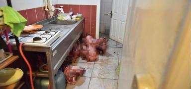 Antalya'da gda denetiminde skandal manzara... Vatandalar zehirleyeceklerdi