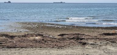 Marmara k�z�l yosunla kapland�: K�t� koku vatanda�� isyan ettirdi