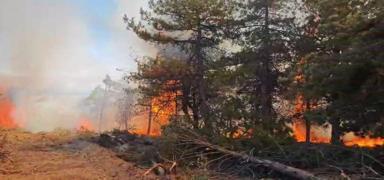 Sigaradan ��kan alevler orman� yakt�: ��pheli g�zalt�nda