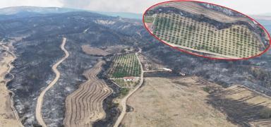 Her yer yand�, ceviz bah�esi yemye�il kald�