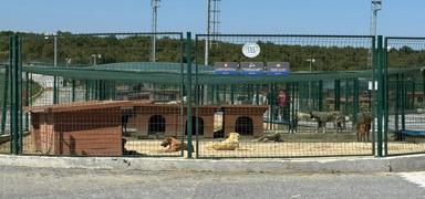 Valilik karar� uygulan�yor: Ba��bo� k�pekler toplanmaya ba�lad�