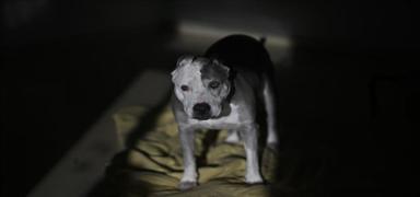 K�pek kavgas� kanl� bitti: Kom�unun k�pe�ini vurarak �ld�rd�