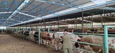 �ap hastal��� kontrol alt�nda! Hayvan pazarlar� yeniden a��ld�