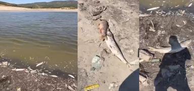 Bursa'da korkun� tablo! Y�zlerce bal�k �l� halde bulundu
