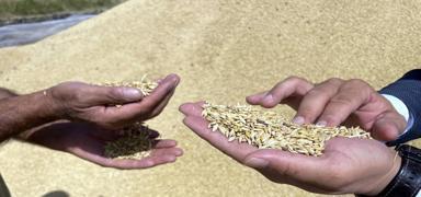 T�rkiye'nin hububat ihracat� 8 milyar dolar� ge�ti