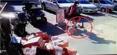 G�venlik kameras� ortaya ��kard�: Kediye tekme atan zanl� yakaland�