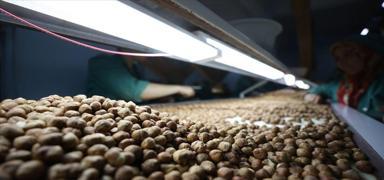 Karadeniz'den d�nya pazar�na 174 bin ton f�nd�k ihra� edildi