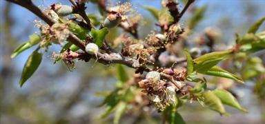 Zirai dondan etkilenen �ift�ilere destek