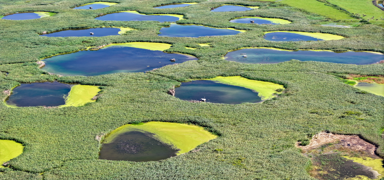 Kurakl��a inat yemye�il kald�: Besicilerin ve ku�lar�n s���na�� oldu