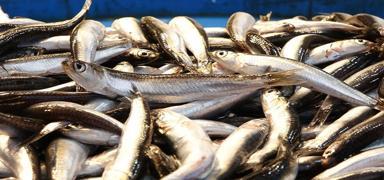 Karadeniz'in incisi ��ld�rd�! Hamsinin fiyat� d��meye ba�lad�