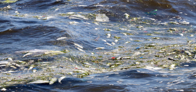 �zmir K�rfezi yine bal�k mezarl���na d�nd�