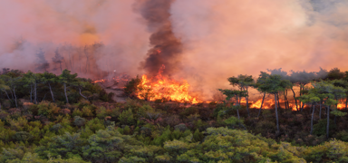 Kom�uda orman yang�n�... Alevlere m�dahale s�r�yor