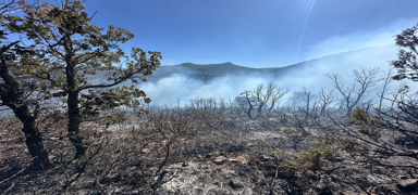 Konya'da orman yang�n�! Ekiplerin m�dahalesi s�r�yor