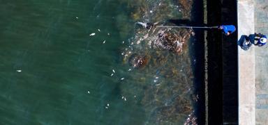 �zmir K�rfezi yeniden alarm verdi: Bal�k �l�mleri bitmiyor