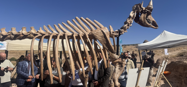 7,7 milyon y�ll�k kaplan fosili Kayseri'de bulundu: D�nya �ap�nda fosil m�zesi yap�lacak