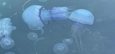 M�silaj deniz canl�lar�n� �ld�r�yor! Onbinlercesi yok oldu