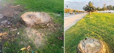 ��r�me s�ras� sahildeki palmiyelere geldi