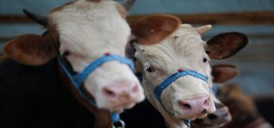 Samsun'da �ap karantinas�