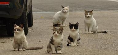 GKRY'de kedi pop�lasyonu artt�: Rumlar ��z�m aray���nda