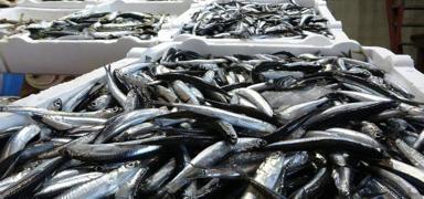 Karadeniz'de hamsi stoklar� alarm veriyor