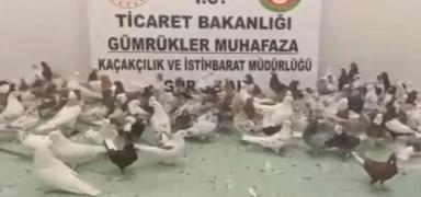 G�rbulak S�n�r Kap�s�'nda 'Cancan' operasyonu